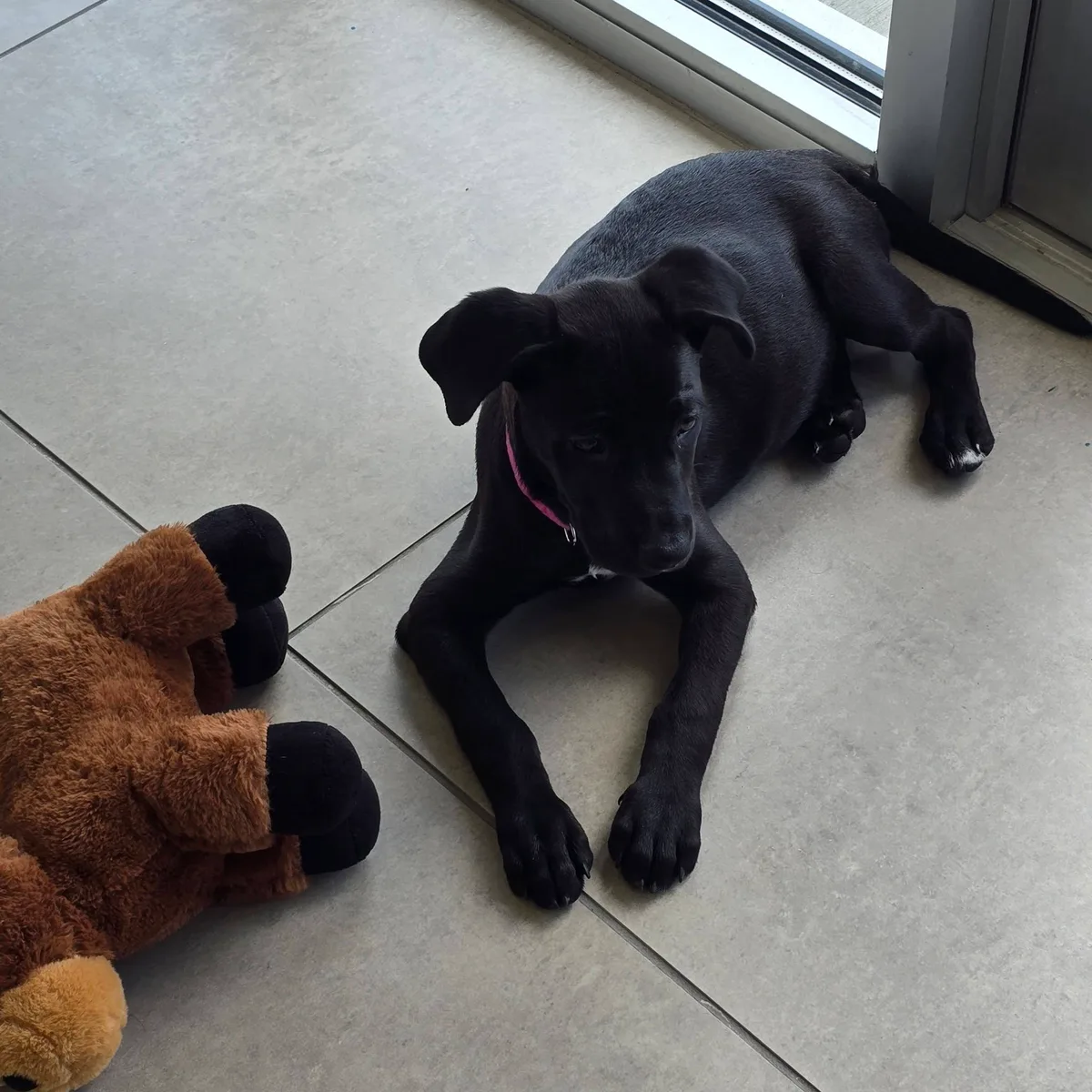 A black puppy playing with a stuffed toy at Pettus Ford De Soto