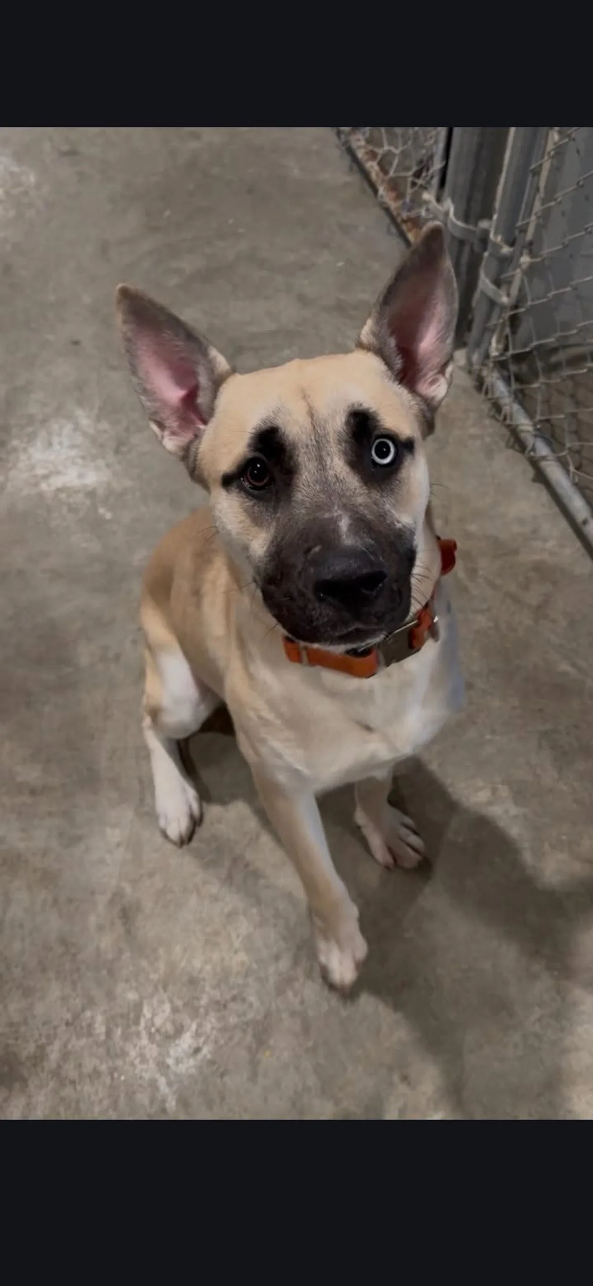 An adoptable dog with one blue eye and one brown eye looking up at the camera