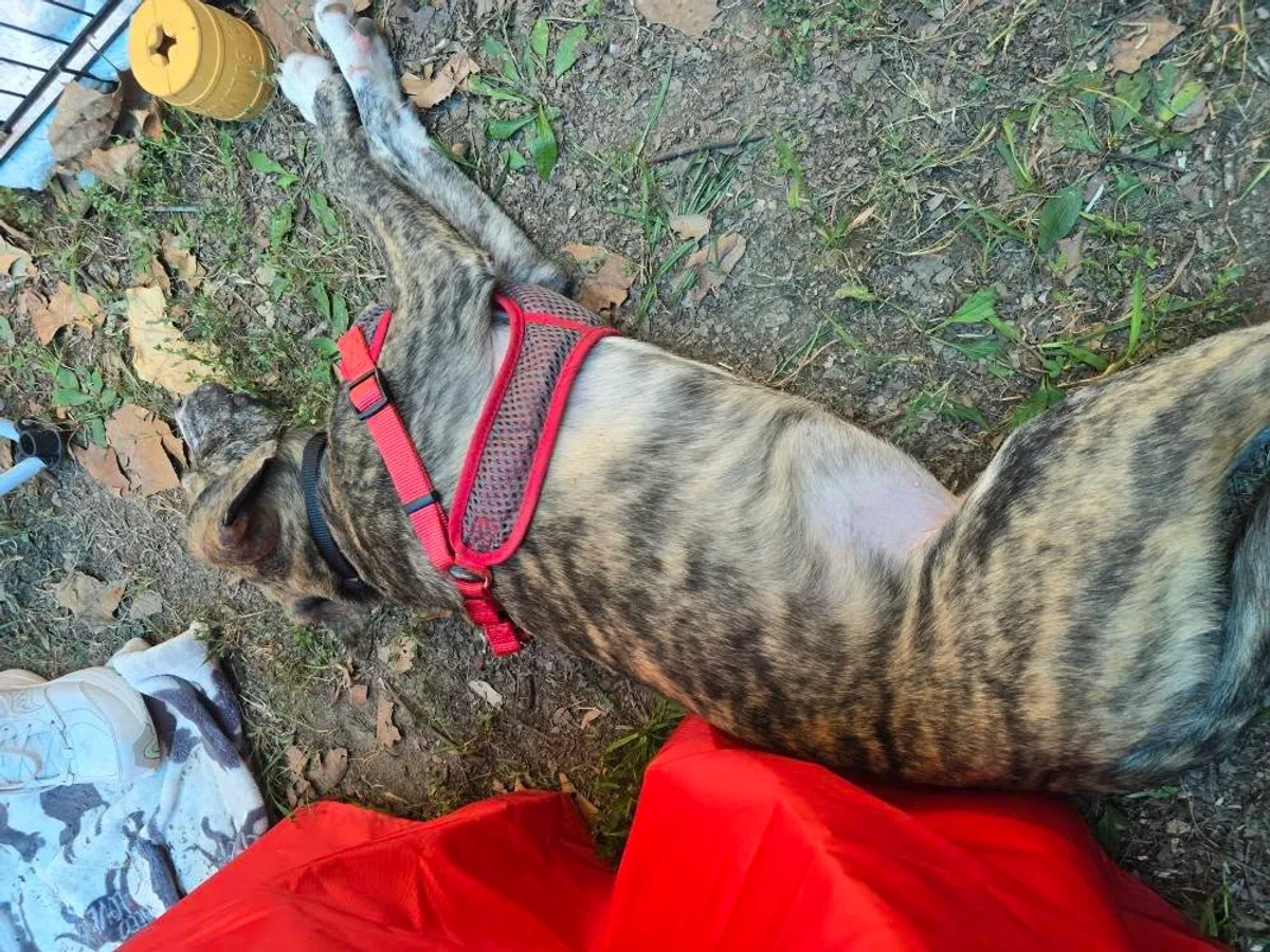 A brindle adoptable dog taking a break outdoors