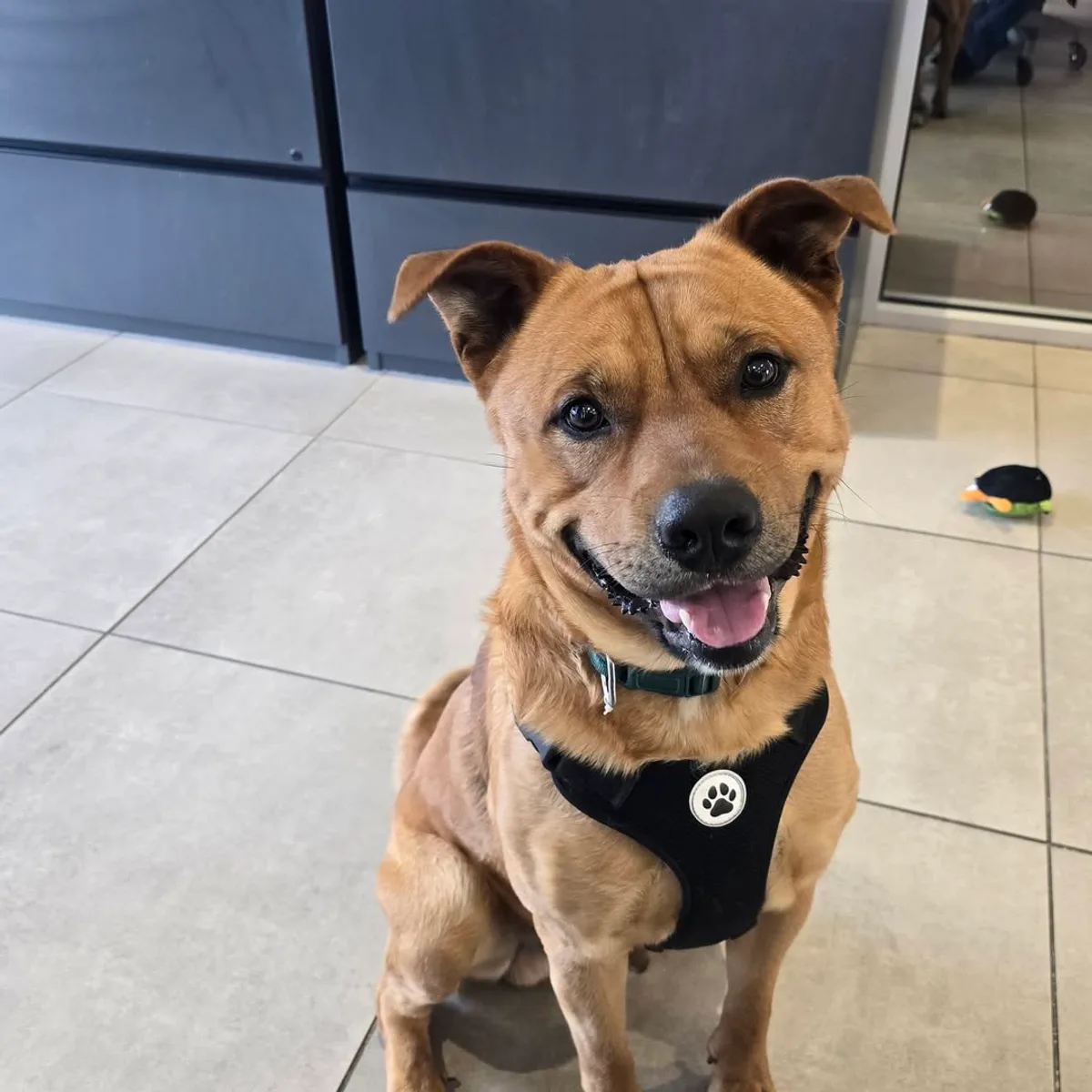 Chase smiling during a Waggin' Wednesday visit inside Pettus Ford De Soto