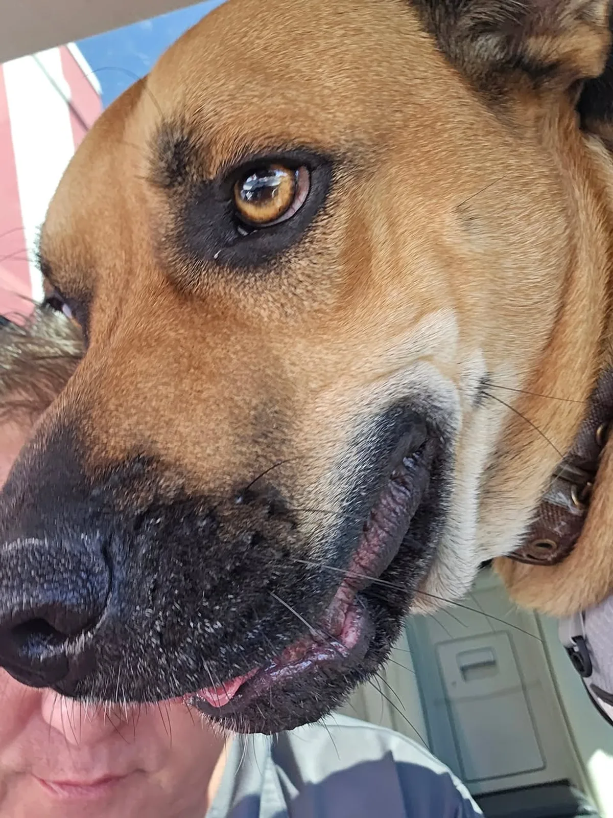 A close-up portrait of one of the Waggin' Wednesday featured dogs