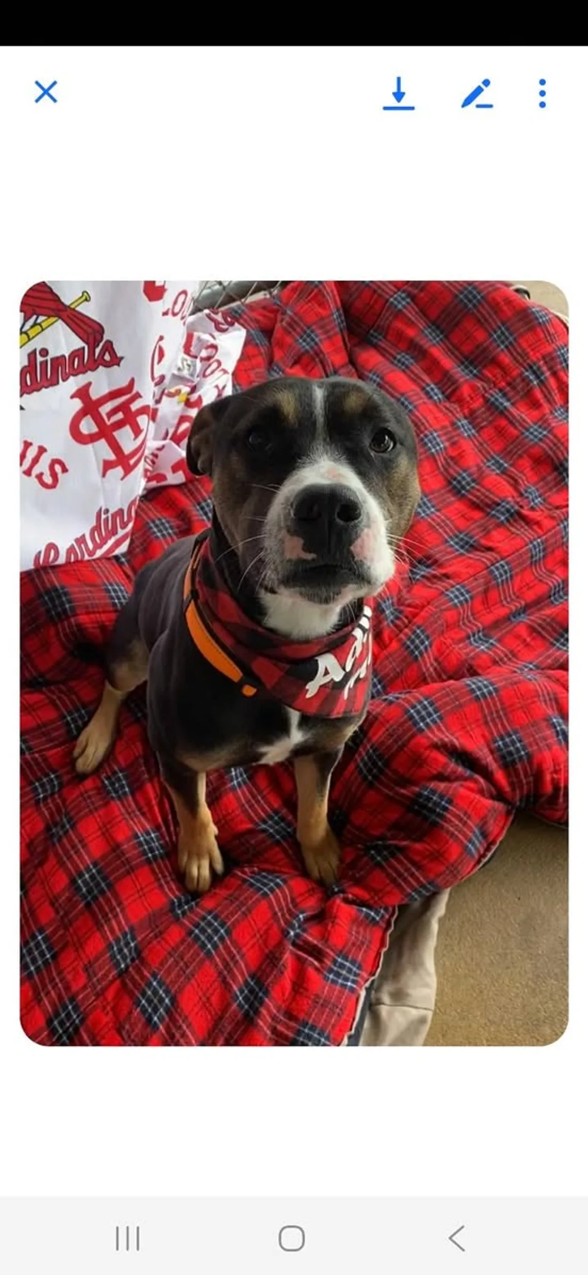 Cookie featured in a Waggin' Wednesday introduction