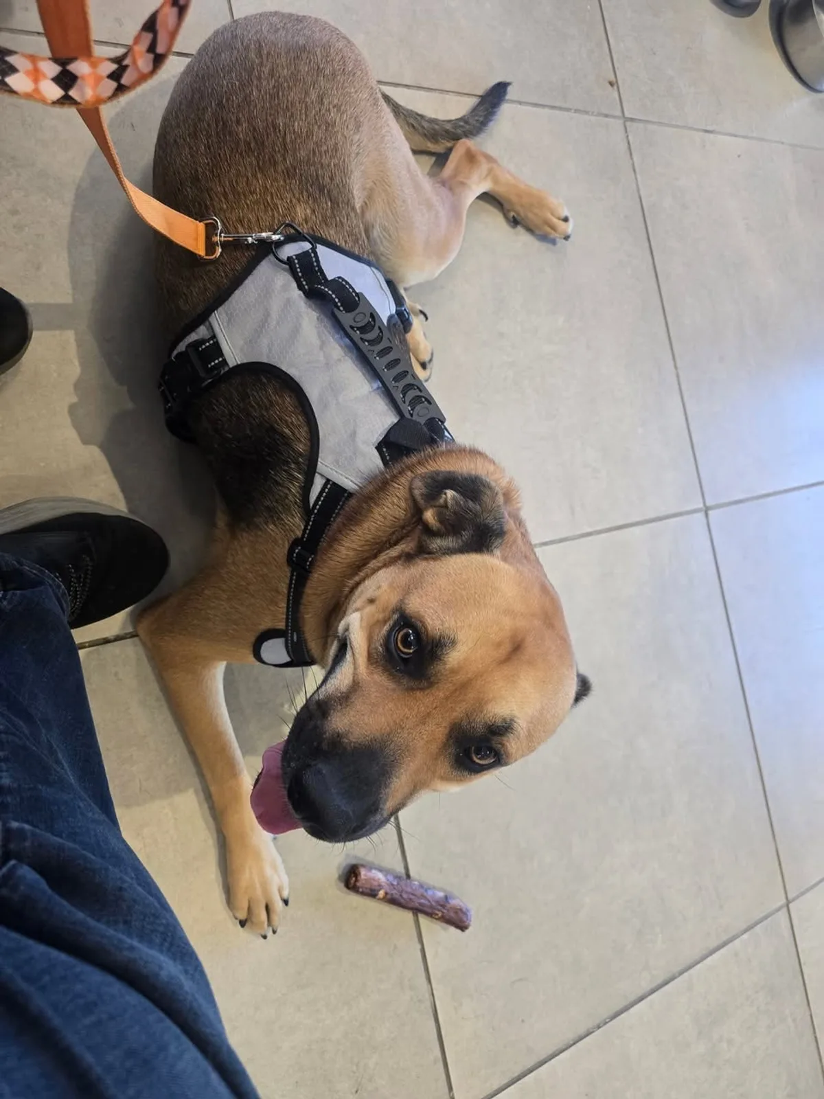 A brown and black adoptable dog looking up during a showroom visit