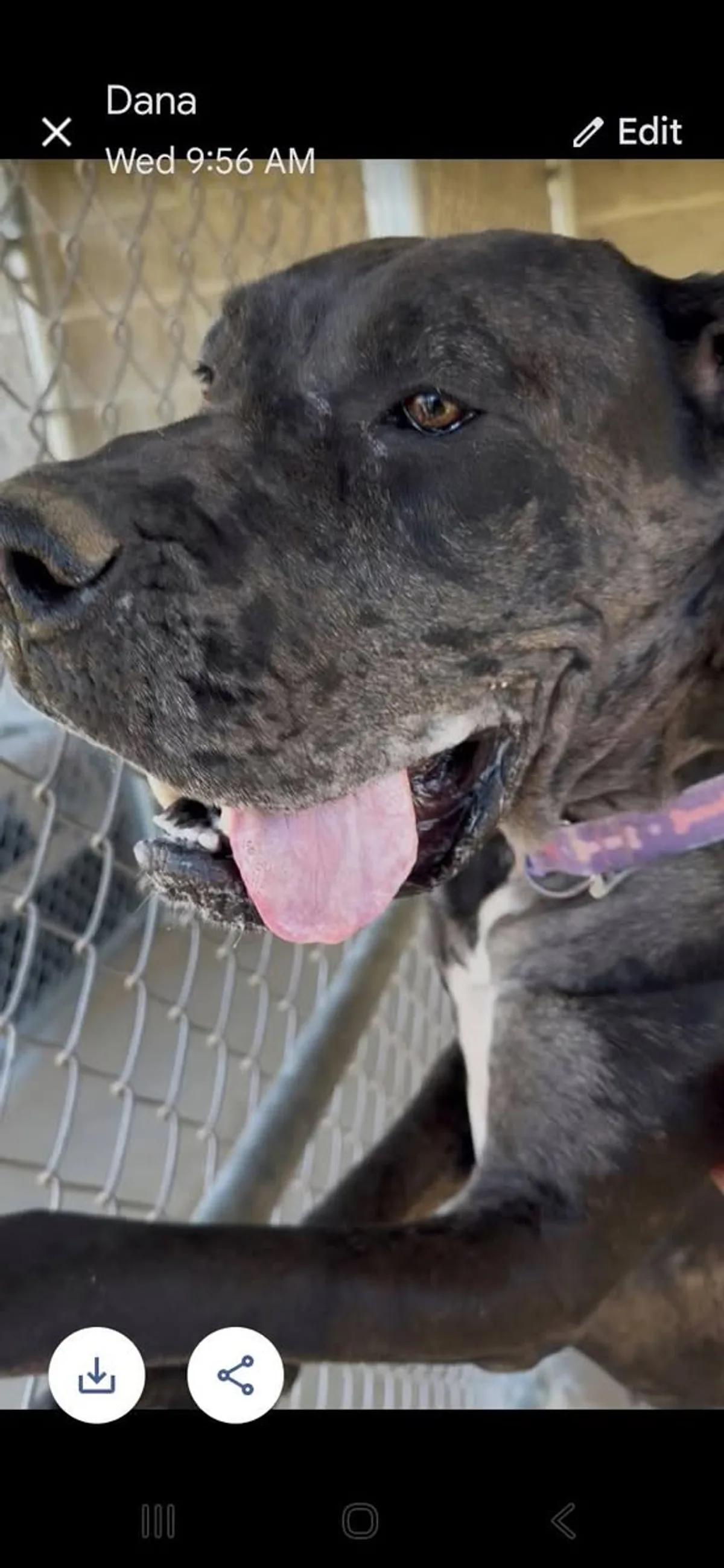 A gray adoptable dog waiting to meet a family