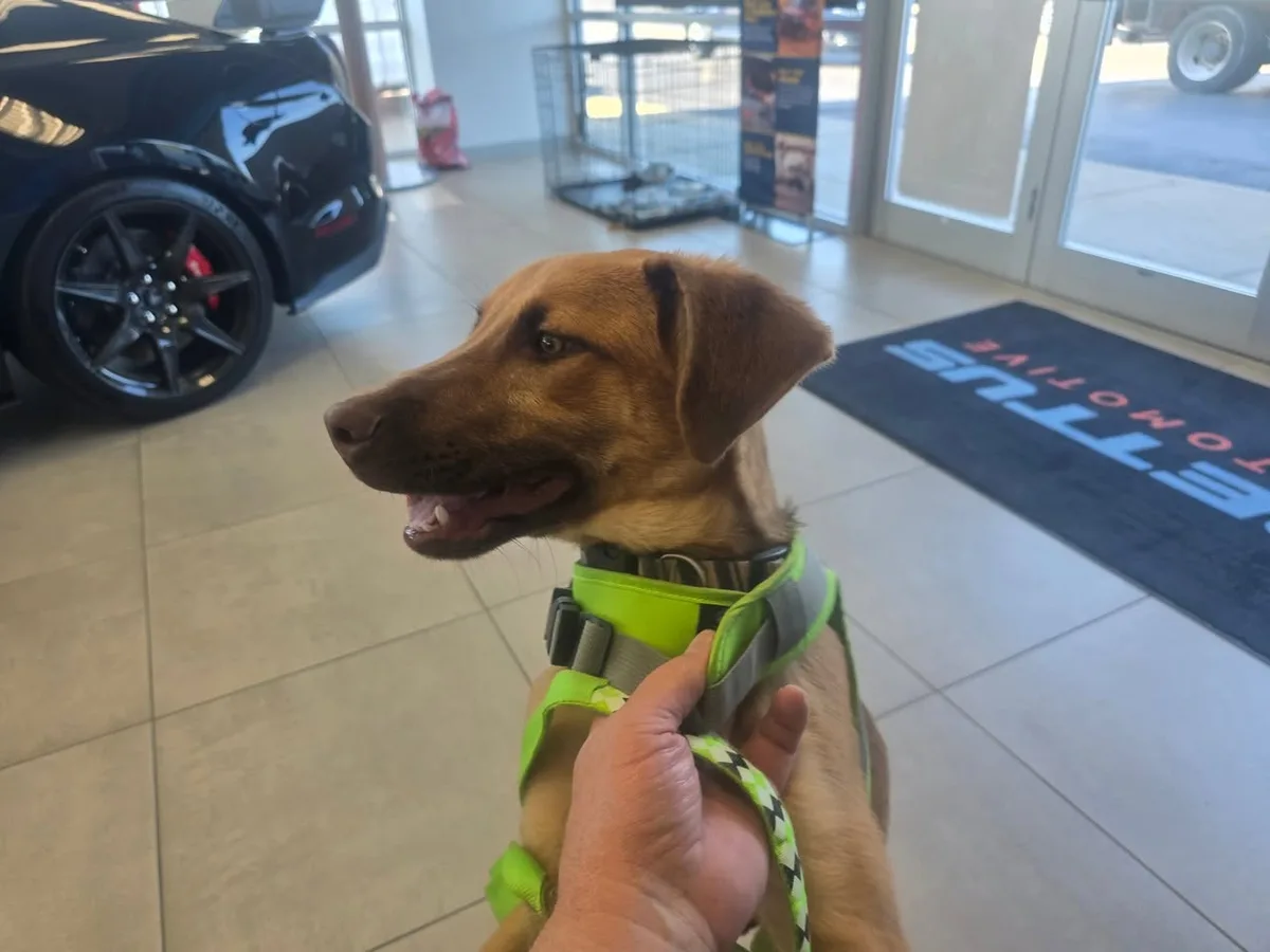An adoptable dog in a bright green vest resting inside the dealership
