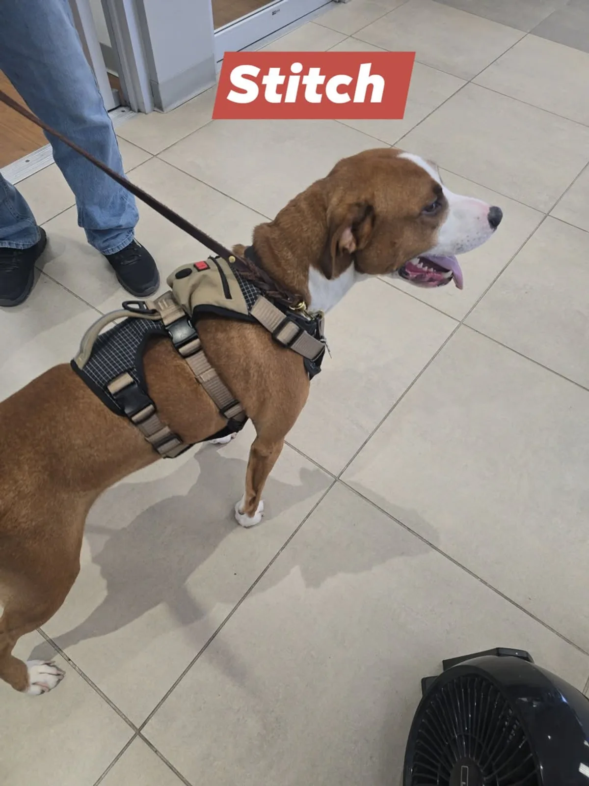 Stitch visiting Pettus Ford De Soto in a harness for Waggin' Wednesday