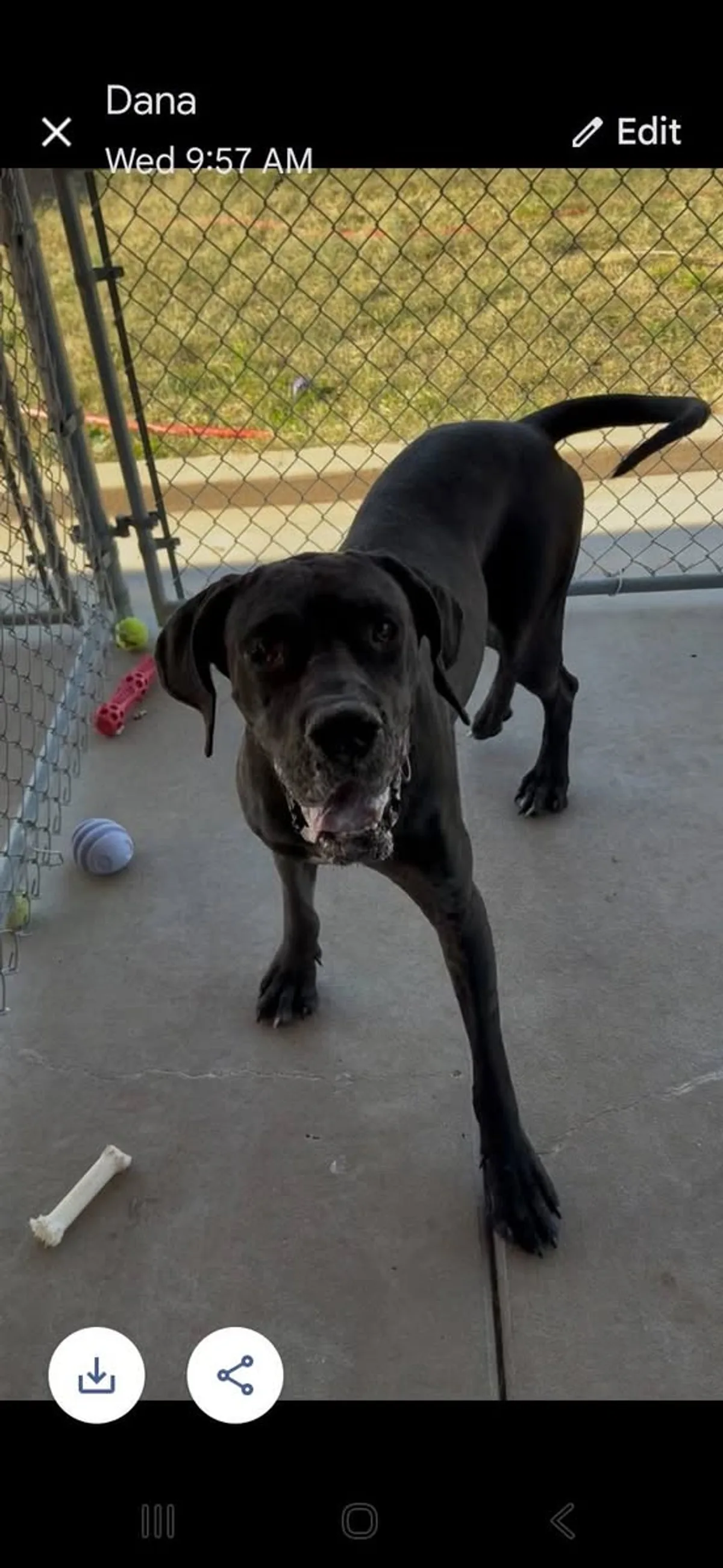 A black adoptable dog waiting in the City of De Soto Kennel yard