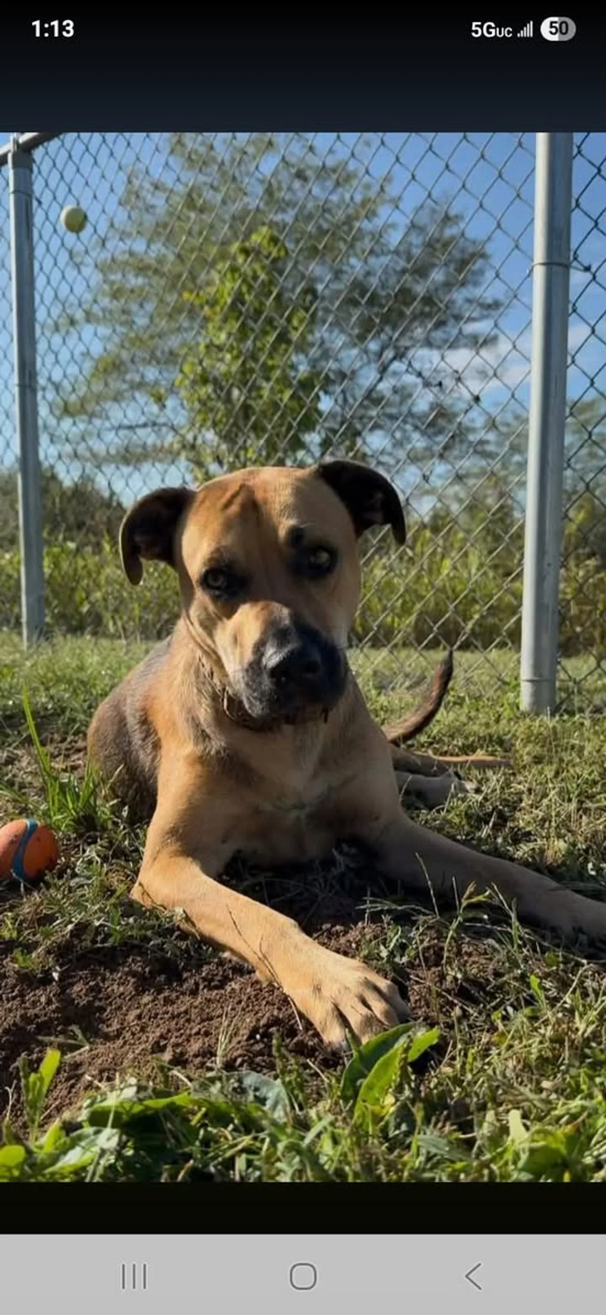 A Waggin' Wednesday guest spending time outside in the kennel yard
