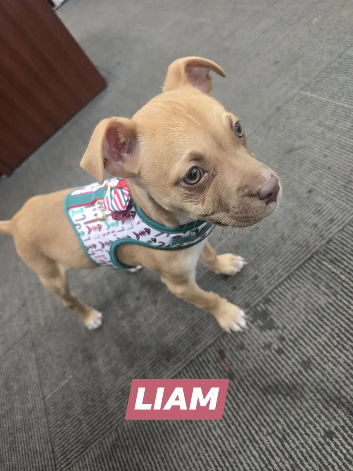 Liam visiting Pettus Ford De Soto as a Waggin' Wednesday guest