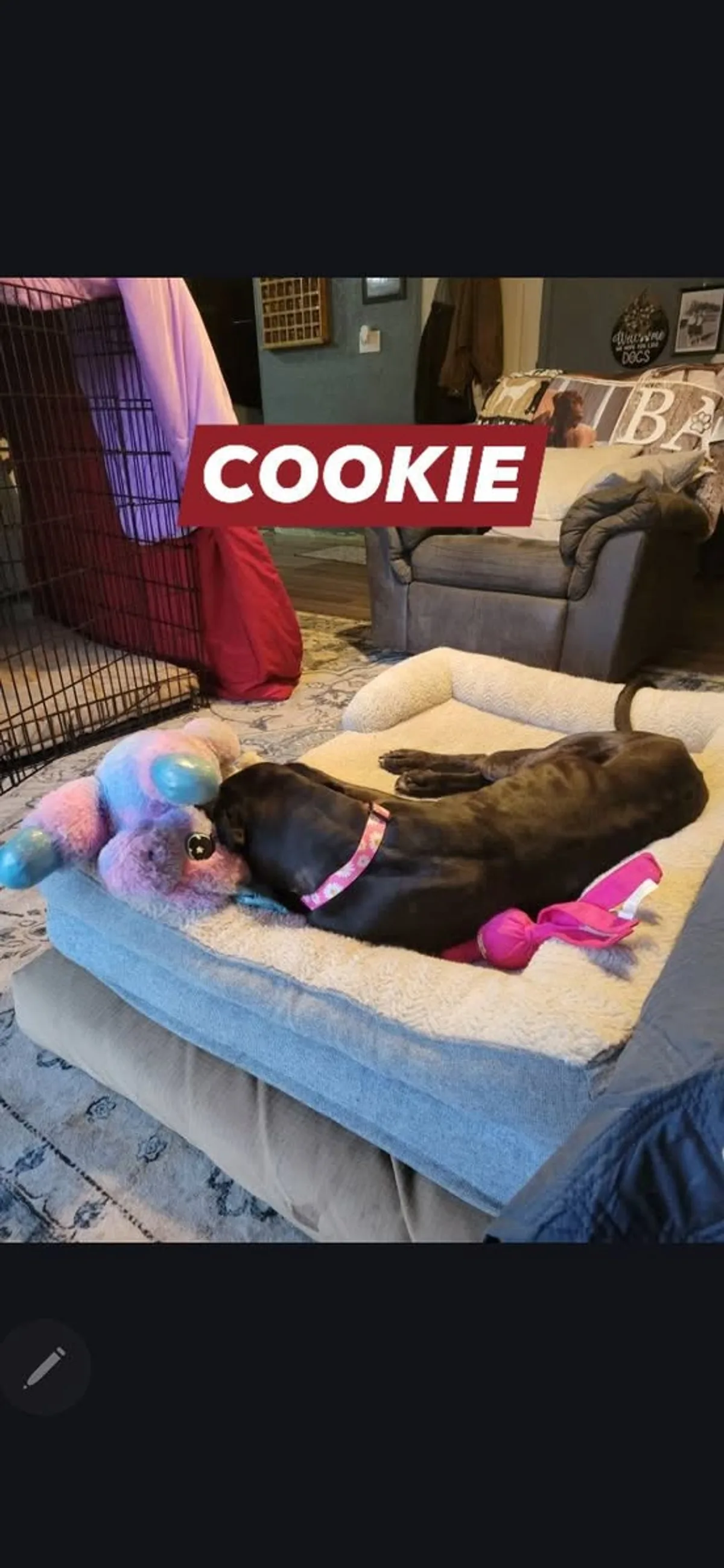 Cookie relaxing with toys in a happy-home update