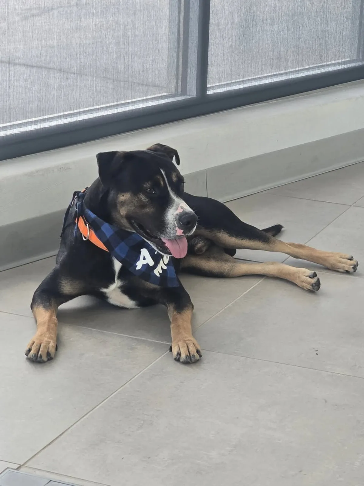 An adoptable black and tan dog relaxing on the Pettus Ford De Soto showroom floor