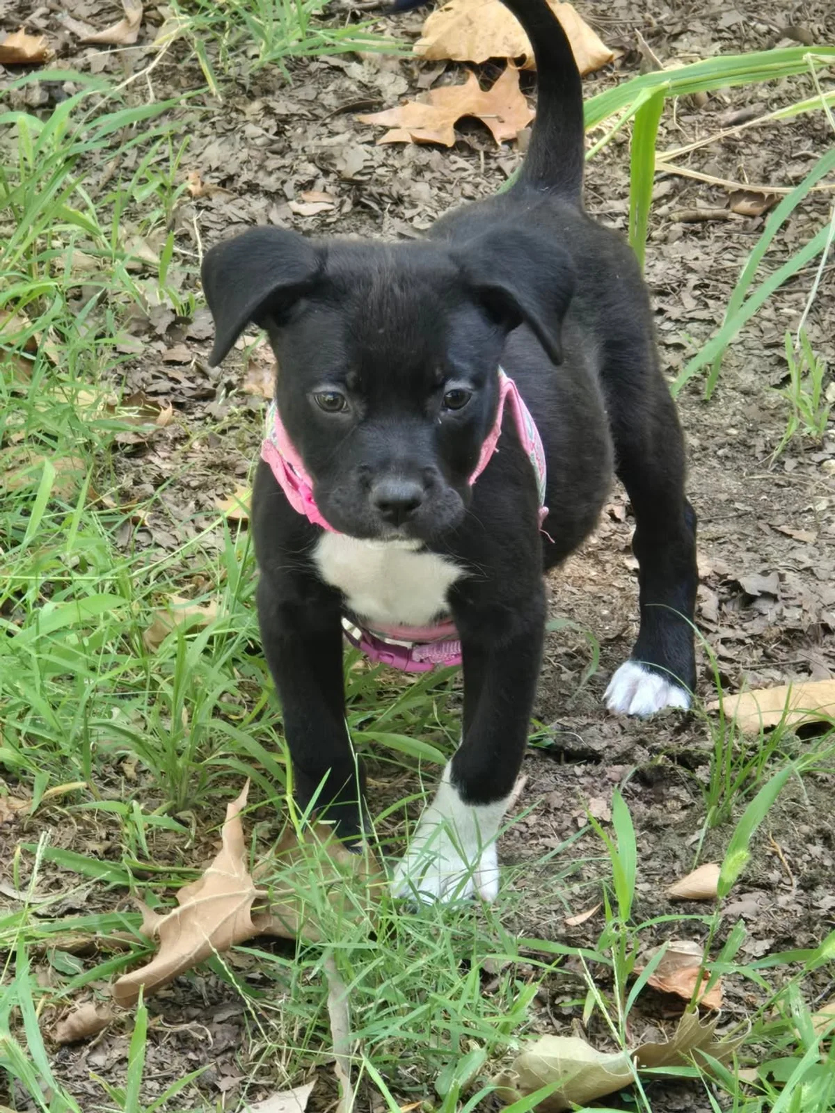 A black puppy wearing a pink bandana outside during a Waggin' Wednesday introduction