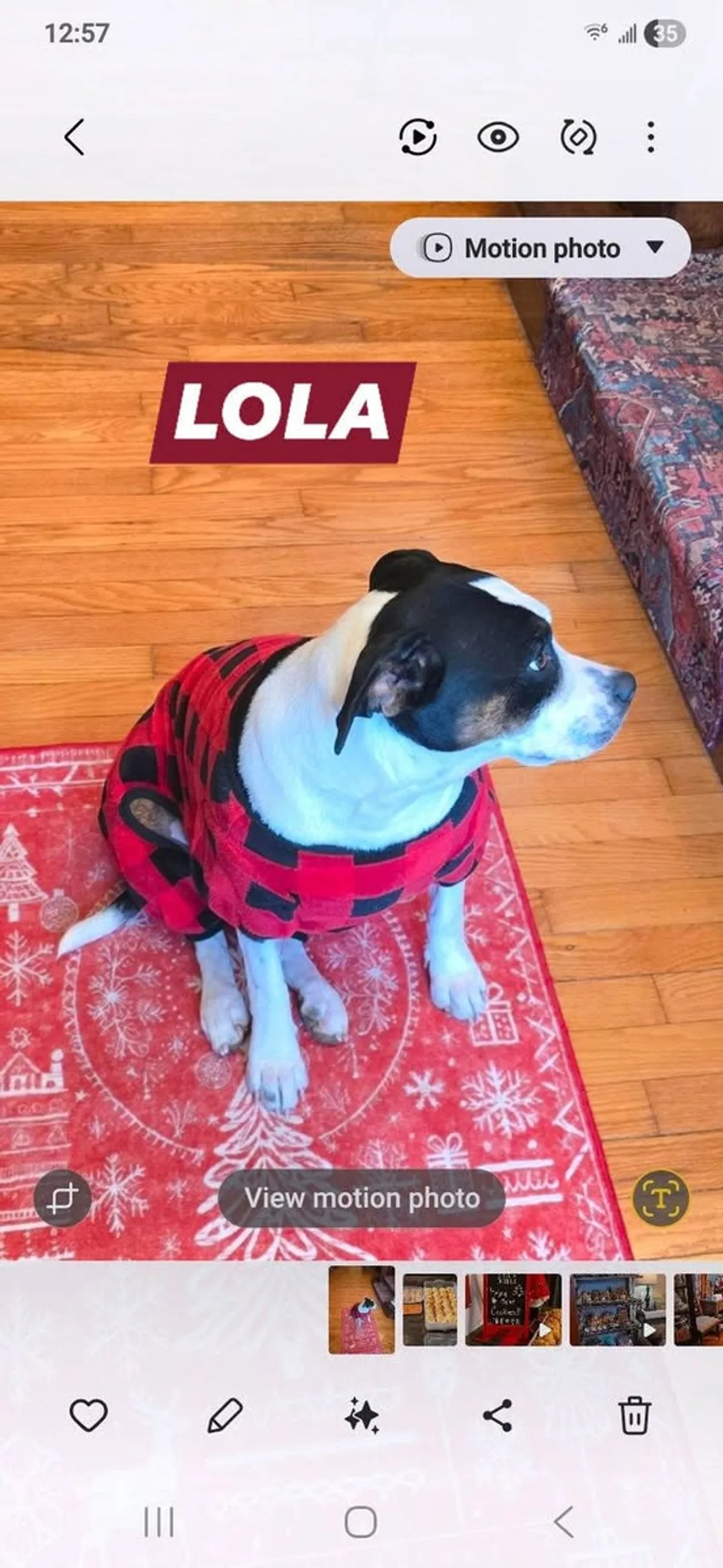 Lola relaxing at home in a red sweater