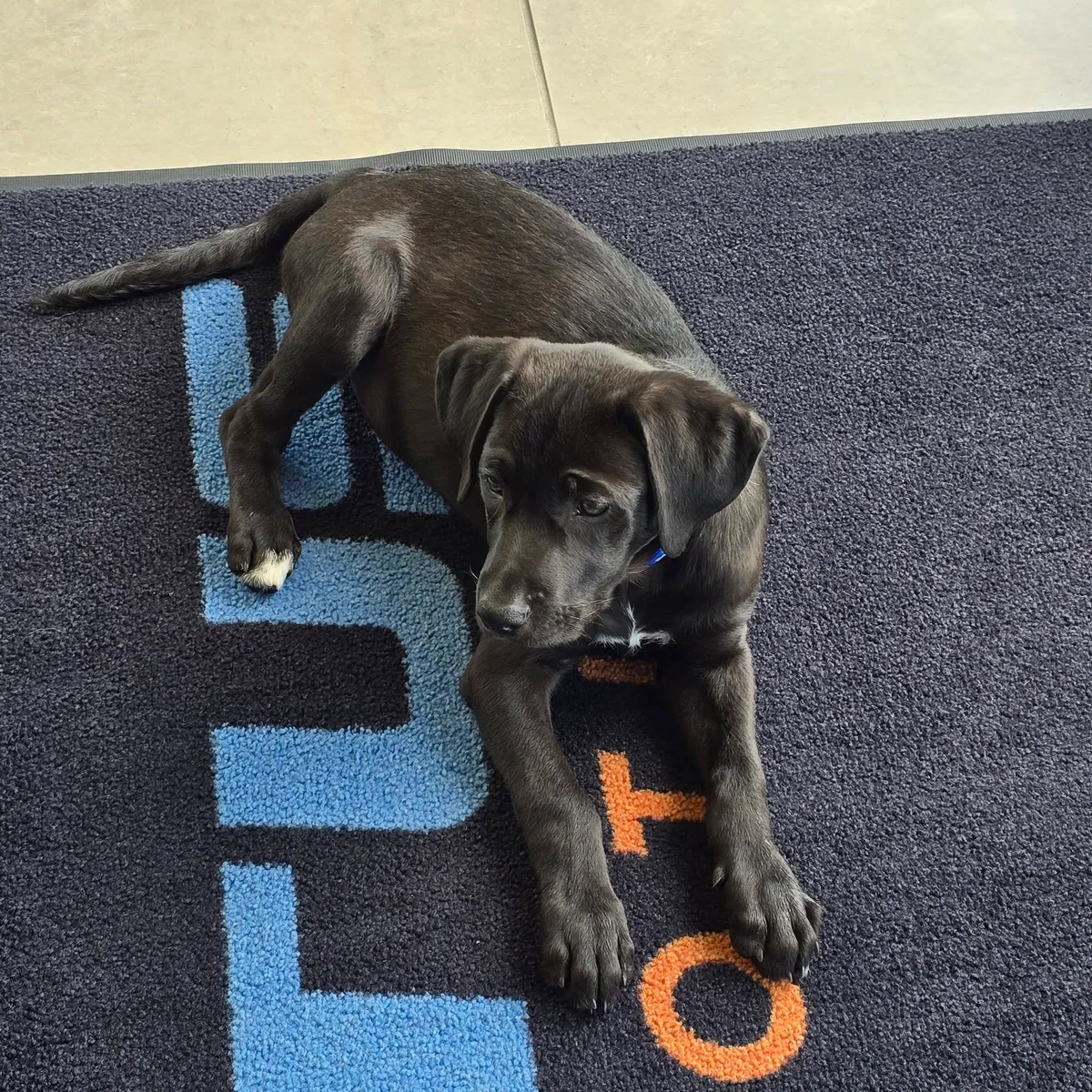 A black puppy settling onto a mat inside Pettus Ford De Soto