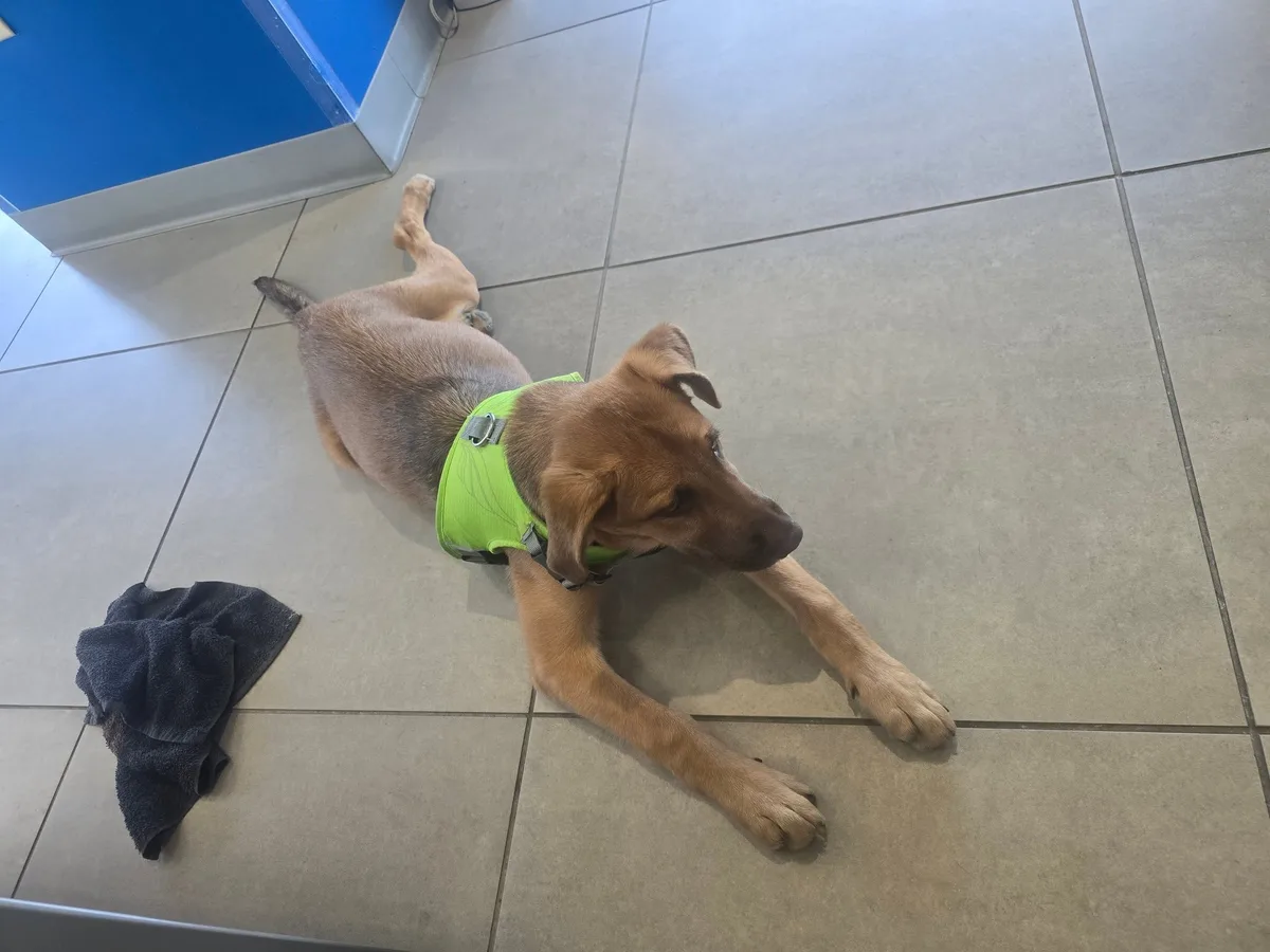 An adoptable dog stretching out during a Waggin' Wednesday showroom visit