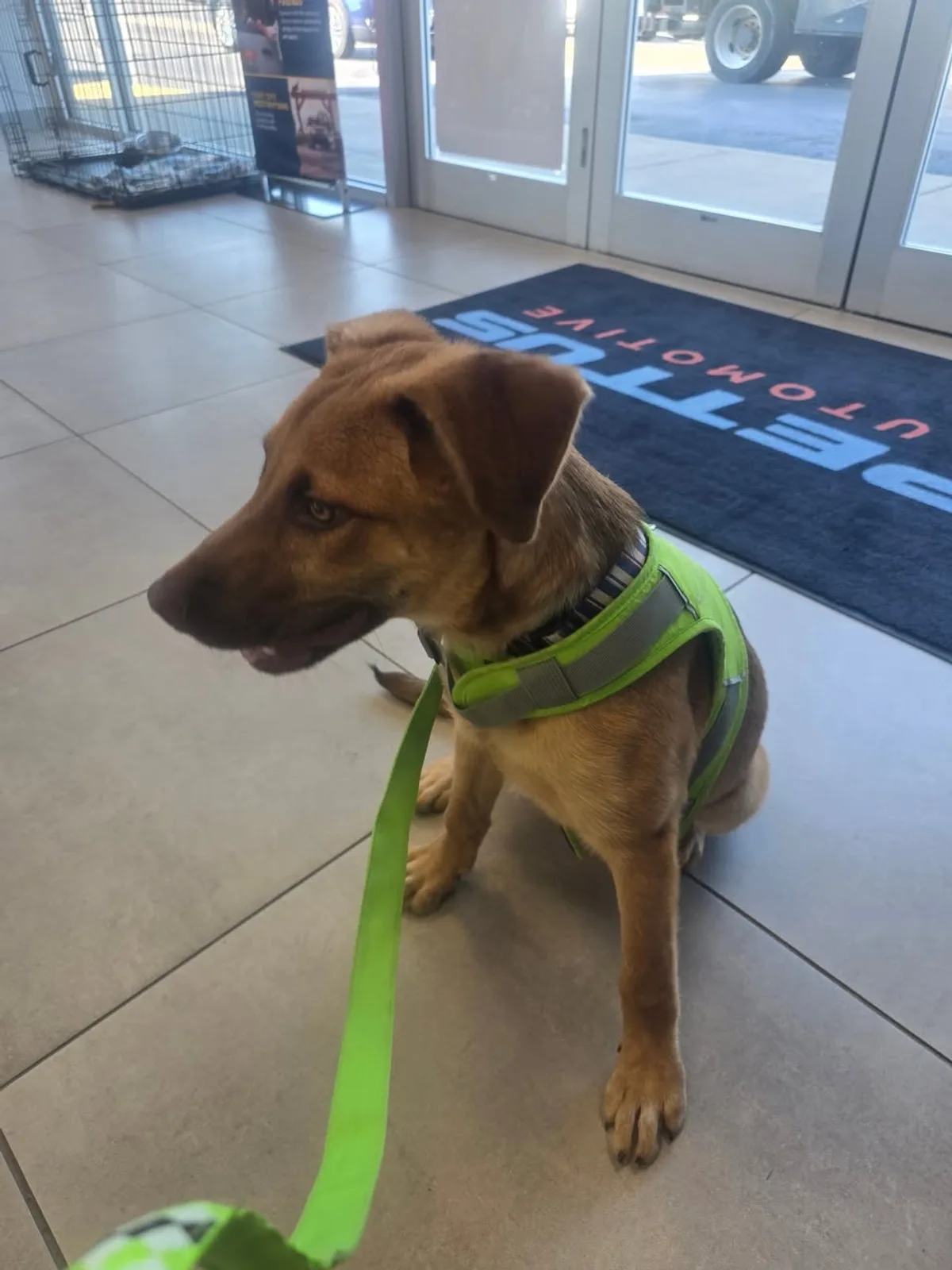 An adoptable dog greeting visitors by the front doors at Pettus Ford De Soto