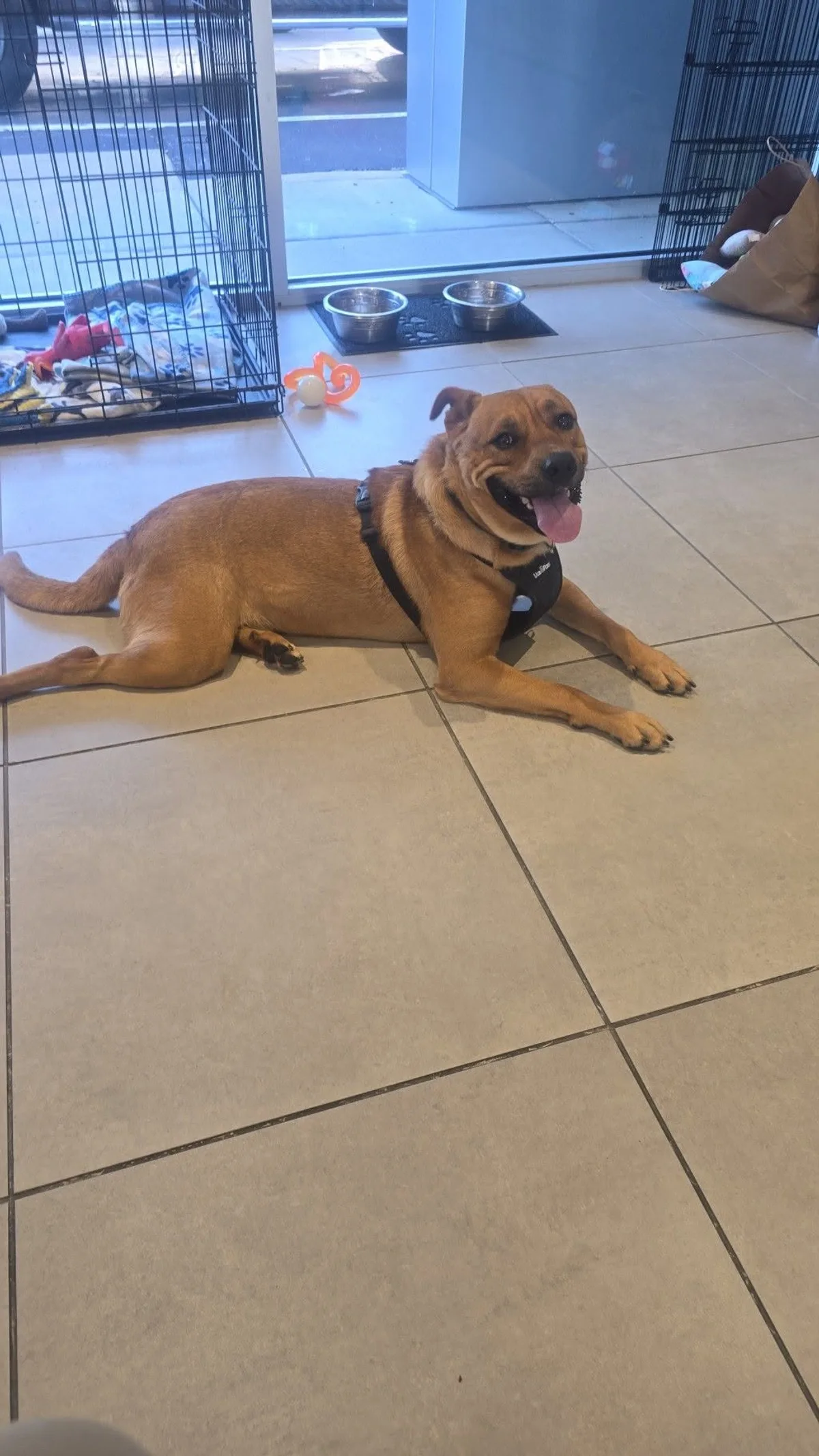 A smiling adoptable dog enjoying attention during a dealership visit