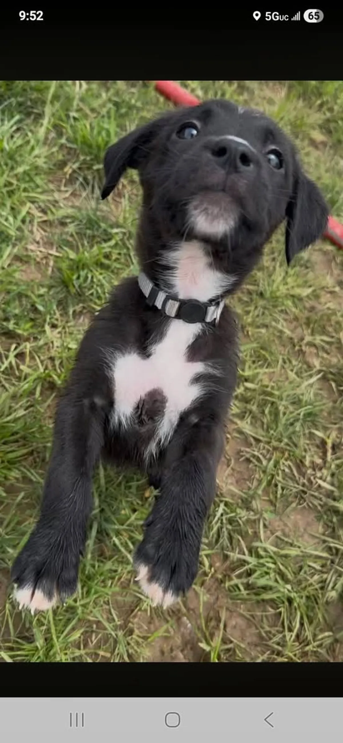 A small black and white puppy featured by the City of De Soto Kennel