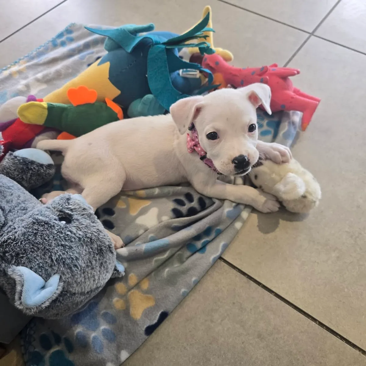 A white puppy curled up with toys during a Waggin' Wednesday visit