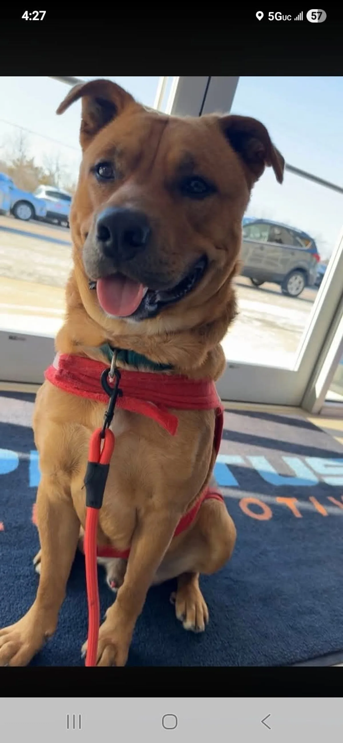 A happy adoptable dog greeting visitors near the dealership windows