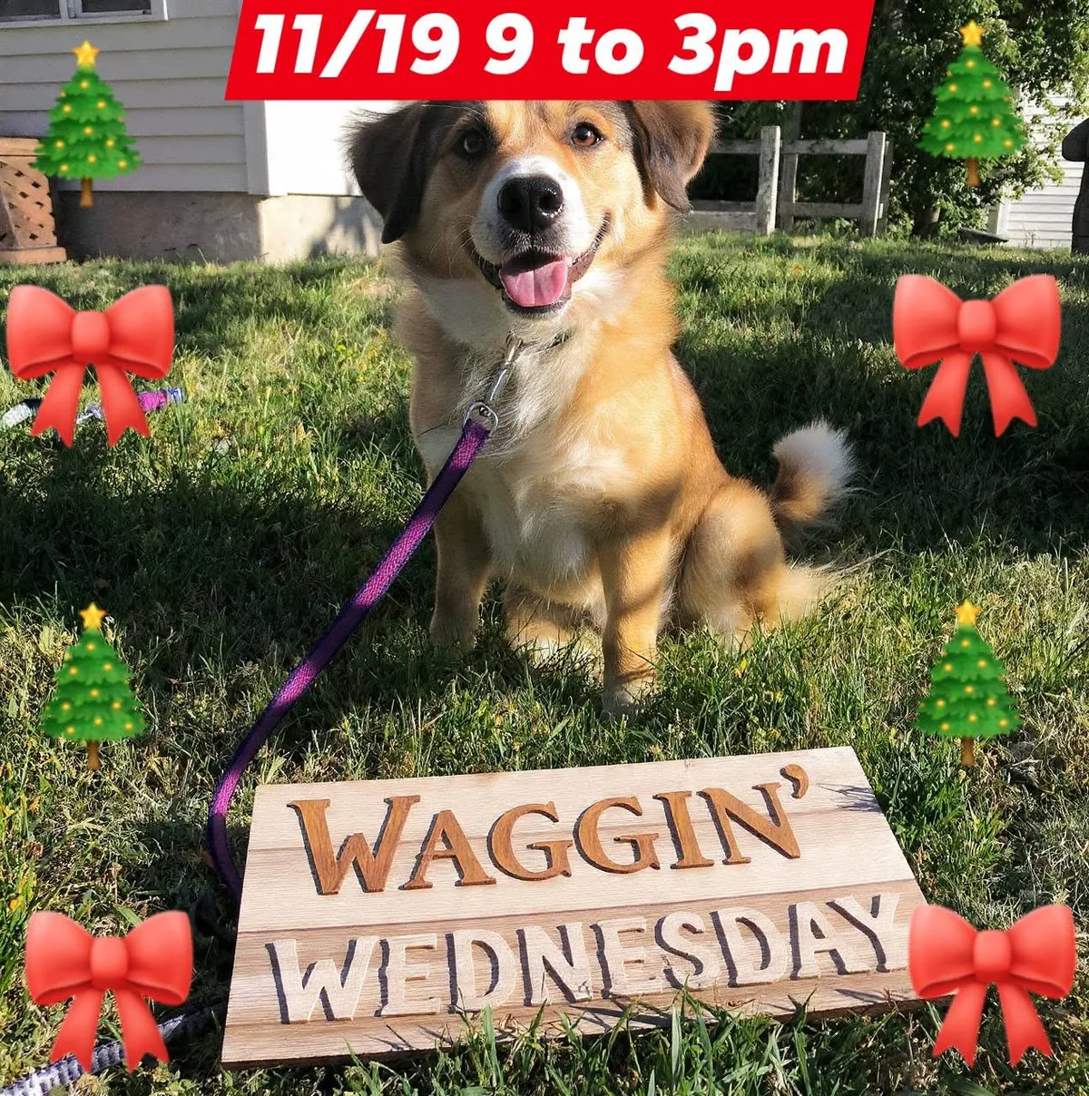A Waggin' Wednesday dog smiling outside at the City of De Soto Kennel
