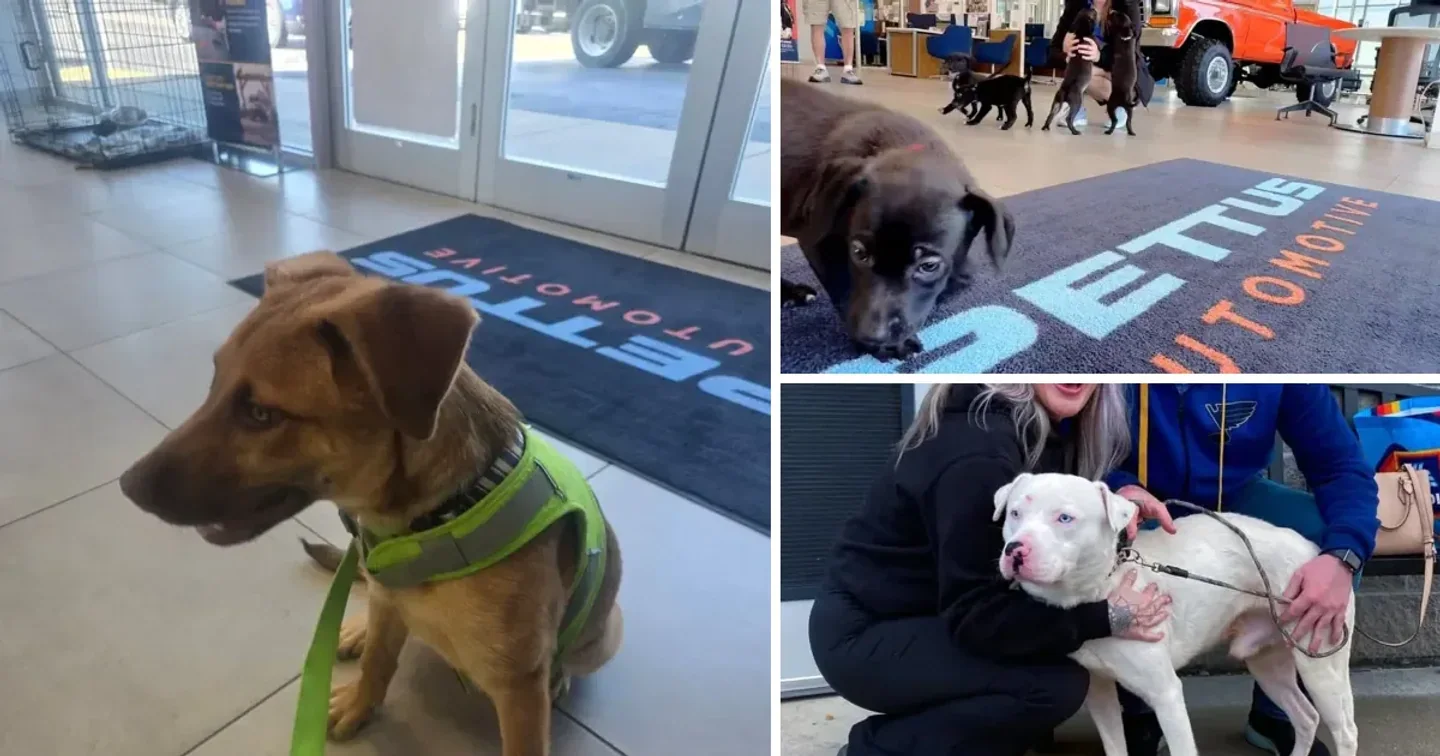 Waggin' Wednesday guests meeting people inside and outside Pettus Ford De Soto